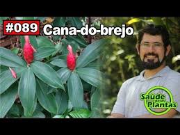 Para Que Serve O Remédio Canela De Velho Youtube Cana Do Brejo Canela De Velho Autores