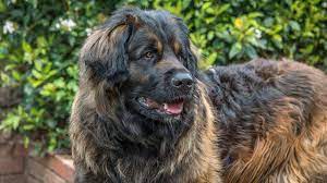 Find leonberger puppies and breeders in your area and helpful leonberger information. Leonberger Herkunft Geschichte Charakter Dieser Rasse Petplan