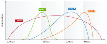 Maybe you would like to learn more about one of these? Cell Biology 08 Cell Cycle Regulation And Checkpoints