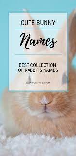 Bunny Names Best List 150 Cute Funny Names Petshoper Bunny Names Cute Pet Names Rabbit Names