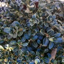 Image result for Buxus acutata
