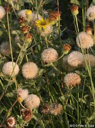 Image result for Hetaeria heterosepala