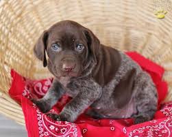 This adult, female, german short hair pointer was picked up as a stray in rooks county on 1/19/21. German Shorthaired Pointer Puppies For Sale Lancaster Puppies Pointer Puppies Gsp Puppies German Shorthaired Pointer Dog