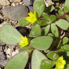 Purslane can be eaten cooked or raw like lettuce or spinach in sandwiches, salads, or plain. Wild Purslane Plant A Common Weed Or Edible Green