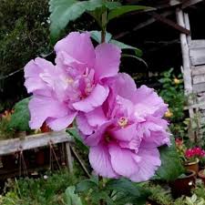 Bunga mawar adalah salah satu jenis pokok bunga yang telah lama dikenali oleh masyarakat bunga raya, juga dikenali sebagai bunga sepatu dan kembang sepatu (hibiscus rosasinensis). Pokok Bunga Raya Jenis Carnation Shopee Malaysia
