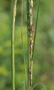 Image result for Sporobolus