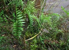 Image result for Pneumatopteris unita