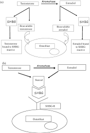 When shbg goes up, free testosterone goes down. Figure 1 From Sex Hormone Binding Globulin In Osteoporosis Semantic Scholar