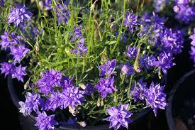 Buy tube stock or small plants whenever possible. Wahlenbergia Stricta Blue Mist Native Bluebell Gardening With Angus