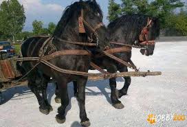 În plus este foarte prietenos, docil şi uşor de manevrat. Pereche Armasari Semigrei Hobby Zoo Ro