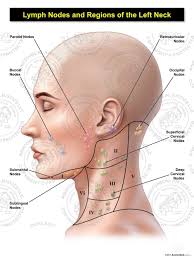 Despite being a relatively small these include the larynx from the respiratory system, the upper oesophagus from the gastrointestinal system and the thyroid and parathyroid glands learn more about the anatomy of the neck in this section. Female Left Lymph Nodes And Regions Of The Neck