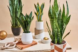 Your resource to discover and connect with snake plant. The Best Fake Snake Plant With Comparison Photos Apartment Therapy