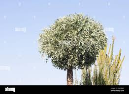 Image result for Cussonia zimmermannii