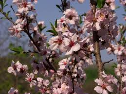 Image result for Prunus persica