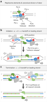 What Are The Lagging Strands And What'S The Leading Strand??