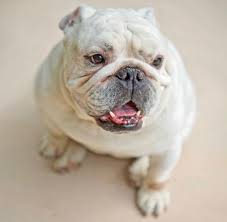 Did you scroll all this way to get facts about miniature bulldog? Miniature English Bulldogs Lovetoknow