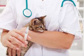 However, recent research indicates that not all vaccines require yearly boosters. When You Don T Vaccinate Your Pet Port Kennedy Veterinary Hospital