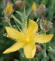 Hypericum Polyphyllum Grandiflorum Zwerg Johanniskraut Vi Vii Hohe 15 20 Cm Z5 Wertvolle Reich Und Gross Bluhend Pflanzen Beetumrandungen Johanniskraut