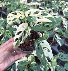 Image result for Maerua acuminata