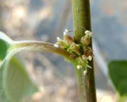 Image result for Pouzolzia mixta