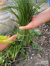 How to harvest chives from garden. How To Harvest Chives From The Garden Or Container Plantings