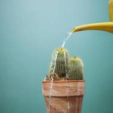 Además, son variedades resistentes que requieren de muy pocos cuidados. Cada Cuanto Se Riega Un Cactus Y Como Cuidarlo Adecuadamente