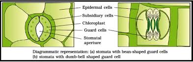 Regulates the size of stomata. The Tissue System Anatomy Of Flowering Plants By Biology Experts Notes Medium