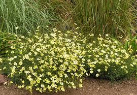 What are some good companion plants for strawberries? Plants Coreopsis Northeast Nursery
