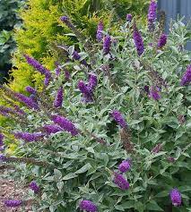 New Trees Shrubs For 2016 Butterfly Bush Violet Butterfly Shrubs