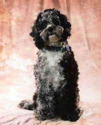 Pin By Cute Cockapoos On Cockapoo Puppies Cockapoo Puppies Cockapoo Breeders Cockapoo Puppies For Sale