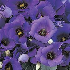But these 12 plants grow in many climates and offer varying shades of brilliant blue flowers. Florida Blue Lisianthus