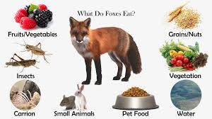But, like any other dog, foxes will chase cats. What Do Foxes Eat Feeding Nature