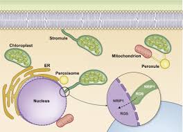 Maybe you would like to learn more about one of these? Plant Microbe Interactions Organelles And The Cytoskeleton In Action Park 2018 New Phytologist Wiley Online Library