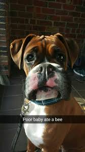 The search tool above returns a list of breeders located nearest to the zip or postal code you enter. Tyra Josiah No More Eating Bees For Otis Boxer Puppies Animal Shaming Boxer And Baby