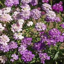 Free for commercial use no attribution required high quality images. Candytuft Seeds Iberis Umbellata Wild Flower Seed