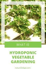 How To Start A Hydroponic Vegetable Garden Hydroponics For Beginners Organic Gardening Soil Hydroponic Gardening Indoor Hydroponic Gardening
