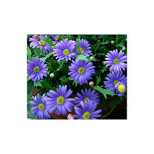 Image result for Brachycome