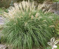 We did not find results for: Ornamental Grass Archives Covingtons