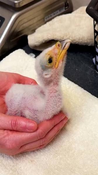 Five endangered secretarybird chicks have hatched at Chester Zoo, the British conservation charity said, marking the first time the species has bred at the zoo in its 95-year history. Jamie ...