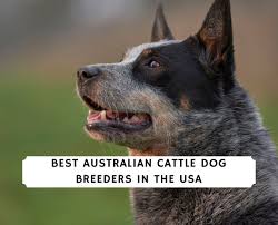 Check spelling or type a new query. 6 Best Australian Cattle Dog Breeders In The Usa 2021 We Love Doodles