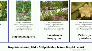 Image result for Xylotheca tettensis