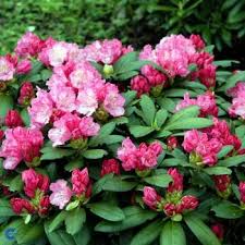 Pin Pa Rhododendron