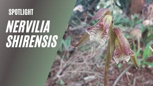 Image result for Nervilia sp.no.4