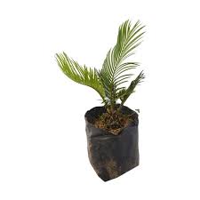 Maybe you would like to learn more about one of these? Bibit Pohon Sikas Tanaman Mawar Jambe Hias Terbaru Agustus 2021 Harga Murah Kualitas Terjamin Blibli