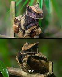 Image result for Dolichos pseudocajanus