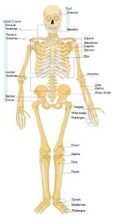 The axial skeleton includes the bones of the head, neck, chest and back. Biology For Kids List Of Human Bones