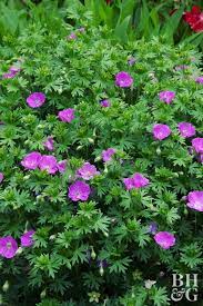 We did not find results for: Pin On Gorgeous Garden Plants