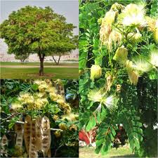 Image result for Albizia lebbeck