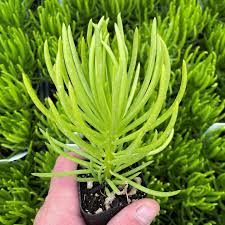 Image result for Senecio mariettae