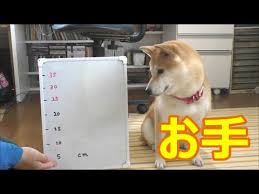 cooperative shiba inu engages in a handshake height